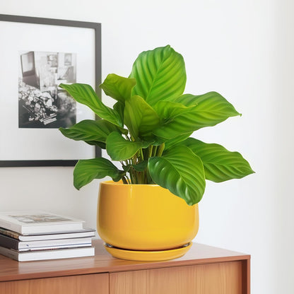 G EPGardening Ceramic Pots for Plants - 7 Inch Plant Pot with Drainage Hole and Saucer, Modern Ceramic Planter for Indoor Outdoor, Round Flower Planter, Gifts for Plants Lovers, Home Decor, Yellow