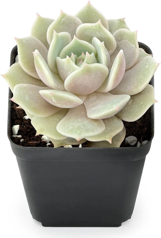 Sprout N Green 2in Echeveria Lola, 1 Pack Live Mini Succulent Plant Fully Rooted in Pot, Real House Plant for Indoor Outdoor Home Office Wedding Decoration DIY Projects Party Favor