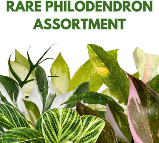 BubbleBlooms Rare Variegated Philodendron Assortment in 4 inch Pots Set of 3
