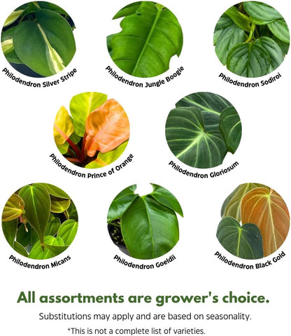 BubbleBlooms Philodendron Assortment in 4 inch Pots Set of 5