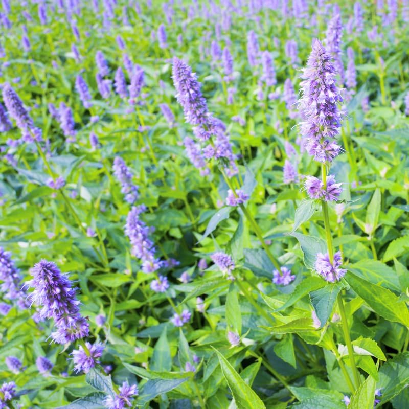 Greenwood Nursery: Live Perennial Plants - Agastache Blue Fortune + Giant Hyssop - [Qty: 5X Pint Pots] - (Click for Other Available Plants/Quantities)