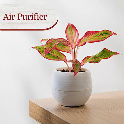 Aglaonema Live Plant Collection (4-Pack) - Chinese Evergreen Plants in 2-Inch Pots | Easy-Care Indoor Houseplants | Perfect for Low Light, Office Decor, and Air Purification