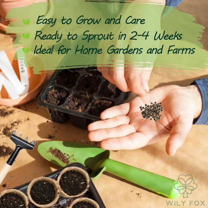 Premium Rare Hollyhock Seeds – 100+ Double Red Hollyhock Flower Seeds – Non-GMO, Heirloom Perennial – Showy Blooms for Outdoor Planting (Dwarf Double Red Hollyhock)