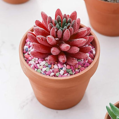 Briful 6 PCS Mini Terracotta Plant Pots 3.9"x3.9" Flower Pots Clay Pottery Planter with Saucer and Drainage Hole Cactus Succulent Nursery Pots- Great for Plants,Crafts