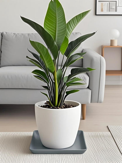 Square Plant Saucer 14 Inch 1 Pack，Plant Trays for Pots, Gray Ceramic Plant Saucers for Indoors Outdoors, Plant Drip Tray 4 6 8 10 12 14 Inch