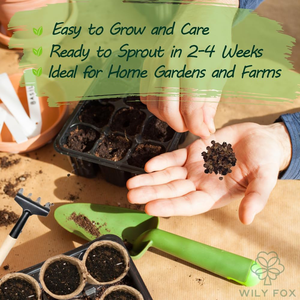 Premium Rare Hollyhock Seeds – 400+ Queeny Dwarf Hollyhock Flower Seeds – Non-GMO, Heirloom Perennial – Showy Blooms for Outdoor Planting (Queeny Hollyhock)