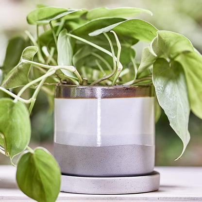 CHIVE ‘Minute’ Ceramic Planter Pot — Cute 5” Colorful Succulent Pots for Indoor & Outdoor House Plants — Beautiful Modern Farmhouse Kitchen Decor — Mocha Cement