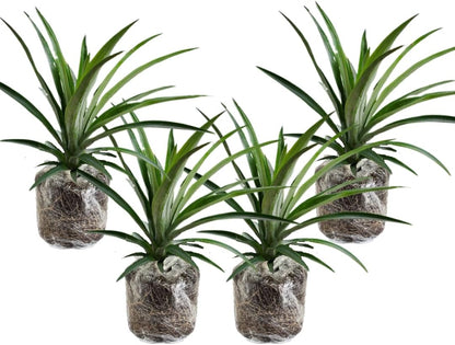 3 Elite Gold Pineapple Plants Live, 5-9 Inch Tall, Tropical Pineapple Fruit Tree Seedlings for Planting