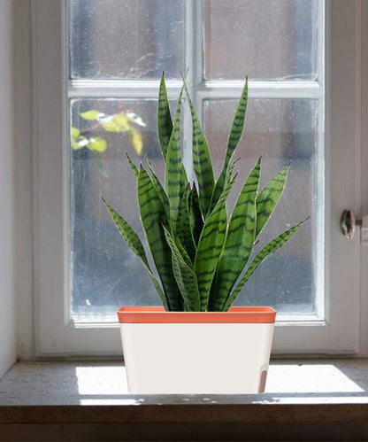 GardenBasix Self Watering Pots Window Box for Indoor Plants Set of 6 Home Garden Modern Decorative Flower Planter for All House Herbs Succulents (6, Tricolor)