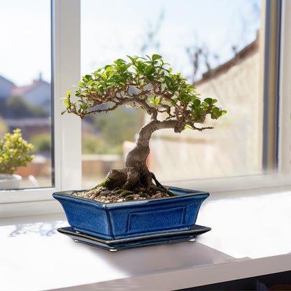 Bonsai Pots Small Shallow Succulent Planters for Live Bonsai Trees Set of 2, 7.5" Ceramic Pot for Succulents Indoor with Drainage Hole and Saucer, Outdoor Cactus Plant Bonsai Pot