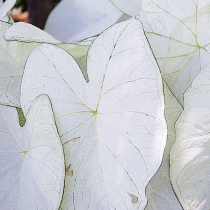 UtopiaSeeds June Bride Caladium Bulb - Fancy Leaf Caladium - 1 Caladium Root