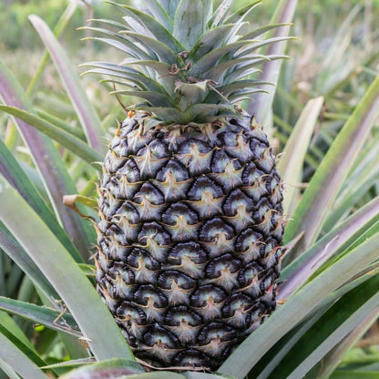 White Jade Pineapple Plant Live for Planting 5 to 8 Inch Tall, Sweet Pineapple Fruit Tree Live Plant, Pineapple Seedling