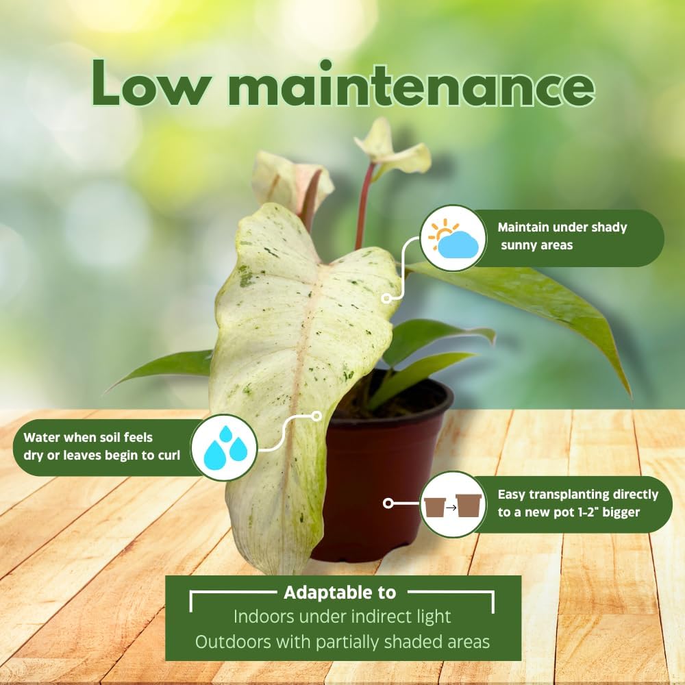 BubbleBlooms Rare Variegated Philodendron Assortment in 4 inch Pots Set of 3