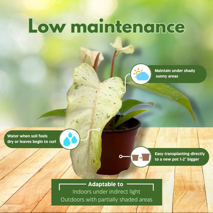 BubbleBlooms Rare Variegated Philodendron Assortment in 4 inch Pots Set of 3