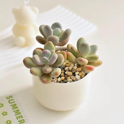 Poilished Fish Tank Gravel, 3/8 Inch Pebbles for Indoor Plants, Decorative Stones River Rocks for Succulent Soil Cover, Cactus, Aquarium, Vase Filler and Outdoor Garden Landscaping