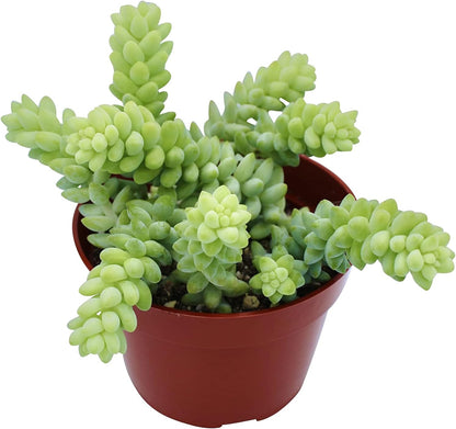 Live Succulent 4" Donkey Tails, Succulents Plants Live, Succulent Plants Fully Rooted, House Plant for Home Office Decoration, DIY Projects, Party Favor Gift by The Succulent Cult
