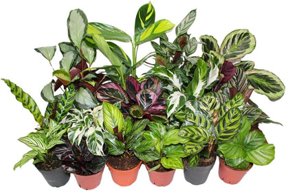 Calathea Plant Live in 4″ Grower’s Pot – Assorted Indoor House Plants, Easy Care Indoor Plants, Starter Plant for Beginners (4-Pack)