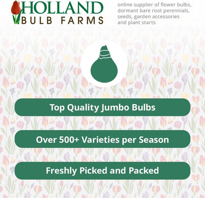 Wild Horses Daylily Flower Bulbs - Daylilies Root - Naturalizing - Perennializing - Easy to Grow Live Plants - Outdoor Garden