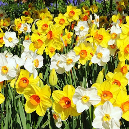 50 Mixed Daffodil Bulbs – Naturalizing Narcissus Variety Pack – Bulk of Spring-Blooming Flowers – Deer Resistant & Cold Hardy – Easy Fall Planting - Plant in Gardens, Borders & Beds - Willard & May