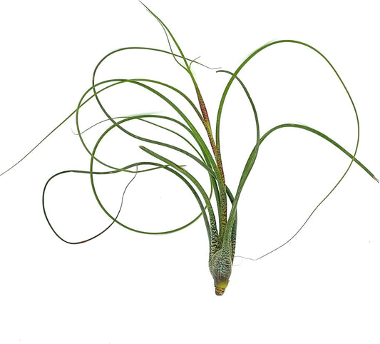 Live Air Plants - Tillandsia Butzii, Jumbo 7-9" - 2ct - Live Arrival Guaranteed - House Plants for Home Decor & Gift