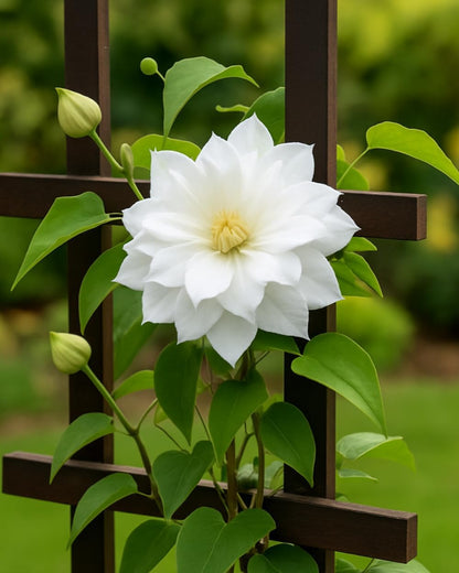 Perennial Farm Clematis 'Duchess of Edinburgh' Hybrid – Live Clematis Vine in 4 Quart Container, Elegant Double White Blooms, Long Blooming, Ideal for Trellises, Arbors & Classic Garden Displays