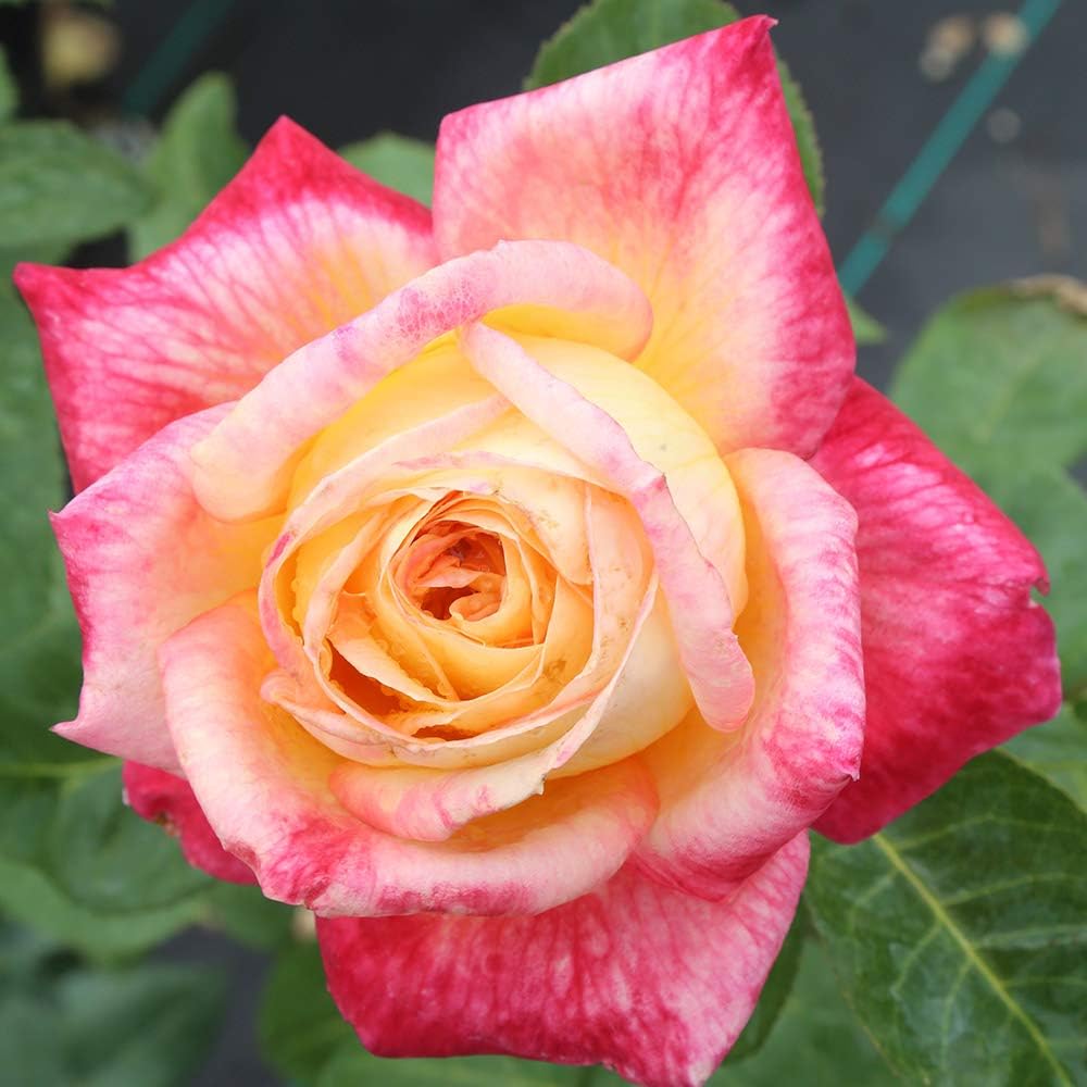 Heirloom Roses Love & Peace® Rose Bush - Hybrid Tea Rose Plant for Outdoor Planting