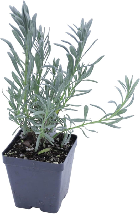 Greenwood Nursery: Live Perennial Plants - Provence Lavender + Lavandula x Intermedia - [Qty: 5X Pint Pots] - (Click for Other Available Plants/Quantities)