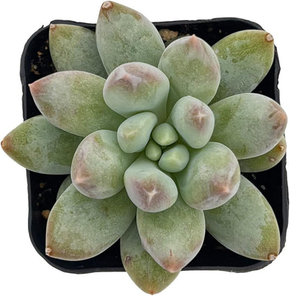 2" Rare Succulent x Pachyveria 'Angel's Finger', Live Succulents Plants Fully Rooted in Grower Pots, Unique Gift for Wedding Favor, Party Favor