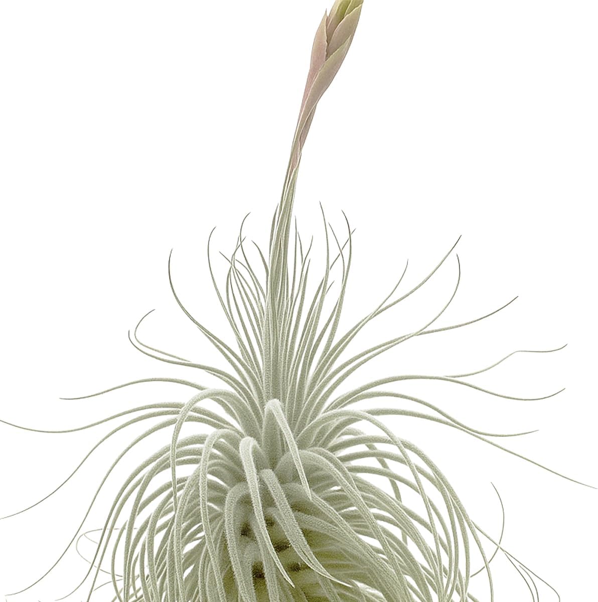 Live air Plant - Tillandsia Tectorum Air Plant 4-6" – 5ct – Unique Shape with Silvery Fuzz – Low Maintenance Houseplant – Perfect for Decor, Terrariums, Gifts - Live Arrival Guaranteed
