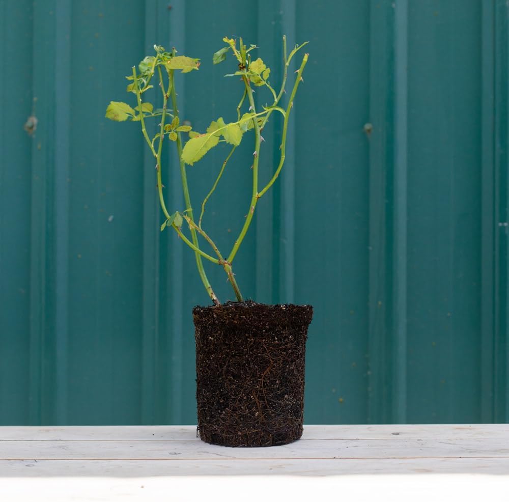 Heirloom Roses Rose Plant - Eleganza® Pink Enchantment® Pink Rose Bush, Hybrid Tea Live Plant for Planting Outdoors