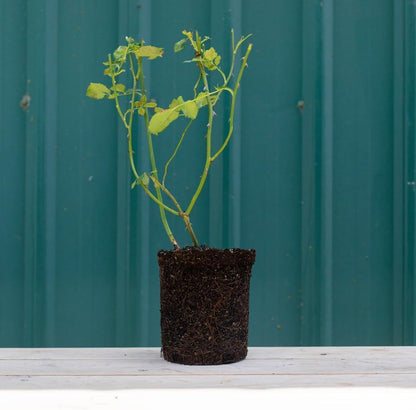 Heirloom Roses Rose Plant - Pinkerbelle™ Rose Bush, Hybrid Tea Roses Live Plant for Planting Outdoors