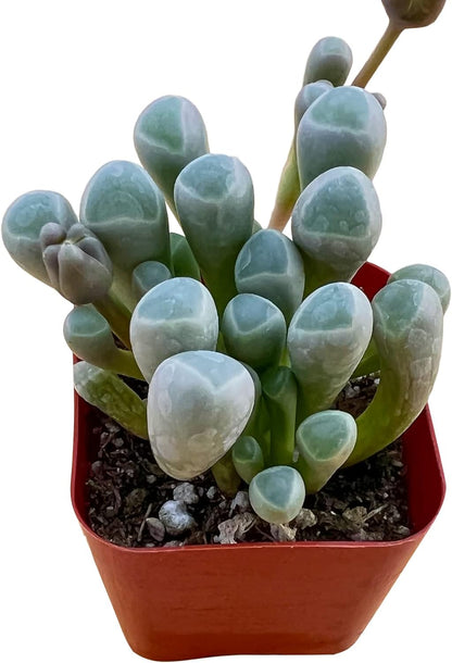 Sprout N Green Baby Toes, Live Fenestraria rhopalophylla Succulent Fully Rooted in 2 inch Nursery Pot, House Plant Home Office Wedding Decoration DIY Projects Party Favor Baby Shower