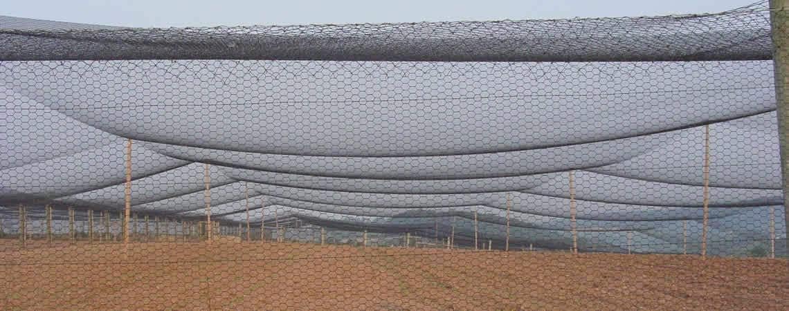Poultry Netting 1" or 2" Mesh Heavy Knotted Nets Aviary Gamefowl Quail Chicken Bird Block Net Long Lasting Break/Burst 85/245 lb Polyethylene 8-10 Year Lifespan (25' X 50', 2)