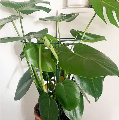 6 Pack Large 60cm Tall Bow Plant Support Stakes, Strong Metal Garden Supports Half Round Flower Hoops