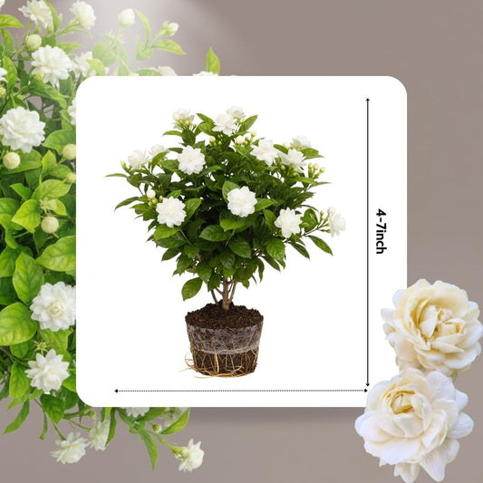 Grand Duke of Tuscany Jasmine Plants Live, Arabian Jasmine Plant Indoor, Fragrant Jasmines Flowers 4 to 7 Inch