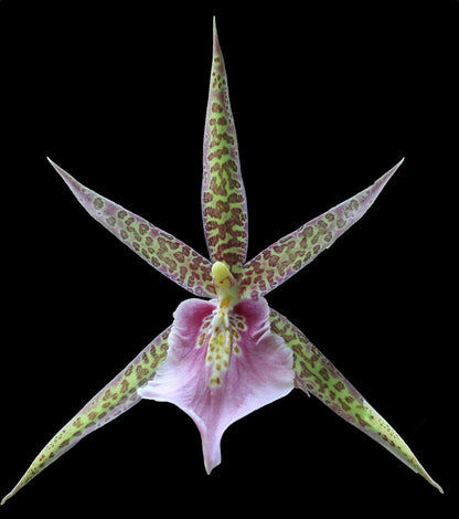 Charles M Fitch Izumi - Spicy Fragrance, Easy to Grow, floriferous (NOT in-Bud/Bloom When Shipped)