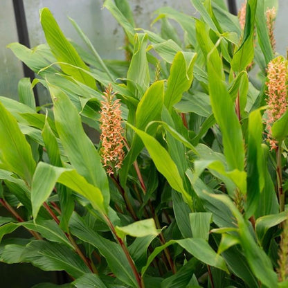 Ginger Root Plant (4 Pack) | Live Edible Plant for Planting | Grow Your Own Fresh Ginger at Home | Spicy & Aromatic Rhizome for Cooking & Tea | Easy to Grow Perennial for Organic Gardens