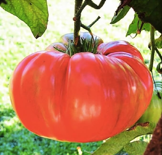 Pink Ponderosa Heirloom Tomato Seeds - Large Tomato - One of The Most Delicious Tomatoes for Home Growing, Non GMO - Neonicotinoid-Free.
