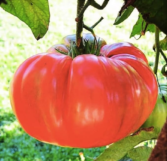 Pink Ponderosa Heirloom Tomato Seeds - Large Tomato - One of The Most Delicious Tomatoes for Home Growing, Non GMO - Neonicotinoid-Free.