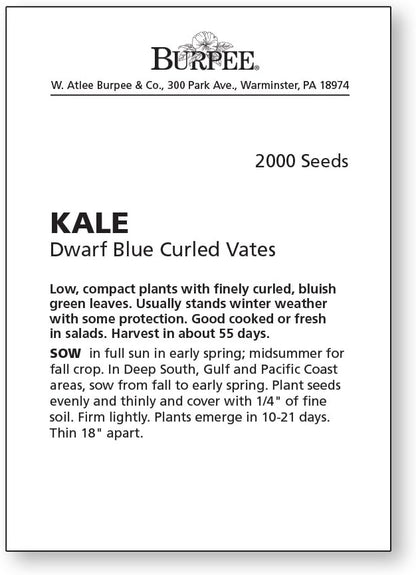 Burpee Dwarf Blue Curled Vates Kale Seeds 2000 seeds