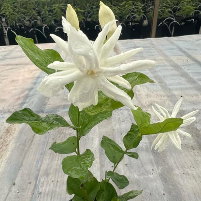 Jasmine Plants Live, Arabian Jasmine Plant Indoor, Fragrant Jasmines Flowers 4 to 7 Inch (Tropical Double)
