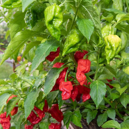 Pack 2 Red Ghost Pepper Plants, Live Red Ghost Pepper Plants, Live Ghost Peppers, Ghost Pepper Plants for Growing, 80 Days Old Plants