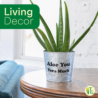 Thorsen's Greenhouse Aloe Vera, Live Indoor Plant, Aloe barbadensis, Easy to Grow, Succulent, Natural Air Purifier, 4" Diameter Pot (Terra Cotta)