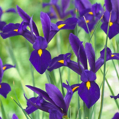 Complete Spring Flower Bulb Garden - 50 Bulbs for 50 Days of Continuous Blooms (Spring Color from March Through June) - Easy to Grow Fall Planting Bulbs by Willard & May