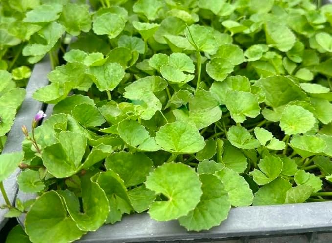 1200 Centella Seeds – Gotu Kola, Rau Má, Centella Asiatica, Asiatic Pennywort, Indian Pennywort, Brahmi, Mandukaparni – Non-GMO, Heirloom – Vegetable Seeds for Yard & Garden