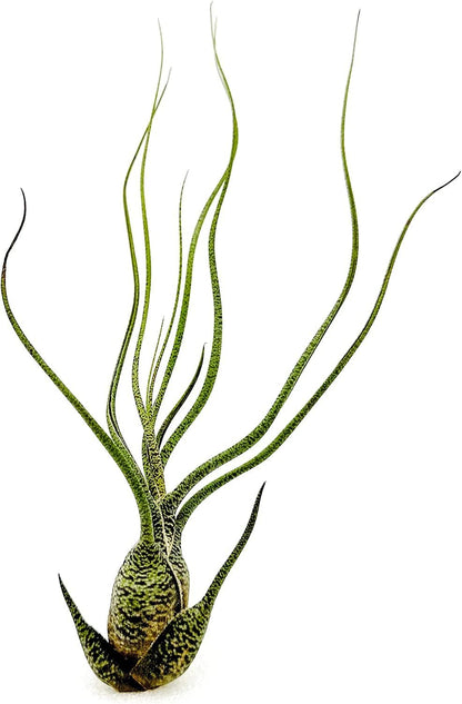 Live Air Plants - Tillandsia Butzii, Jumbo 7-9" - 2ct - Live Arrival Guaranteed - House Plants for Home Decor & Gift