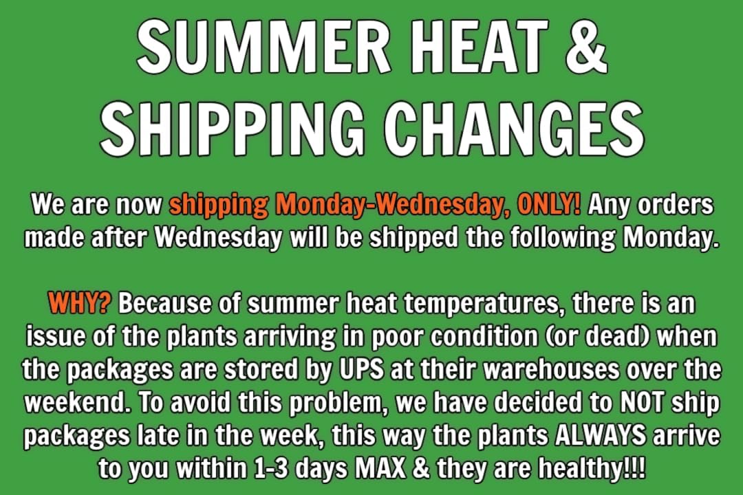 Greenwood Nursery: Live Perennial Plants - Autumn Brilliance Fern + Dryopteris Erythrosora - [Qty: 2X Pint Pots] - (Click for Other Available Plants/Quantities)