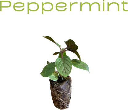 Live Herb Plants Seedling Plug Size – Basil, Thyme, Sage, Oregano, Peppermint & Rosemary | Ready-to-Plant Garden Starter Plugs (Not Potted)