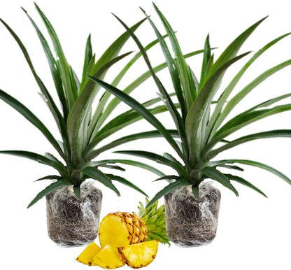2 Elite Gold Pineapple Plants Live, 5-9 Inc Tall, Pineapple Fruit Trees Live Plants, Pineapple Seedlings