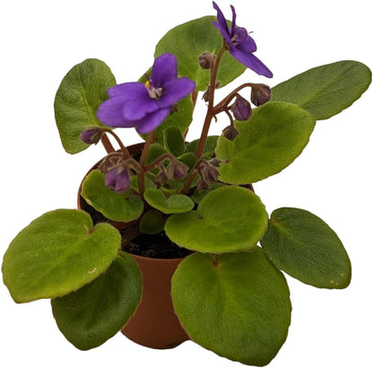 Miniature African Violets Live Plants, 5 Pack, 2 inch Pots, for Terrariums, Home & Office Decor, Gifts